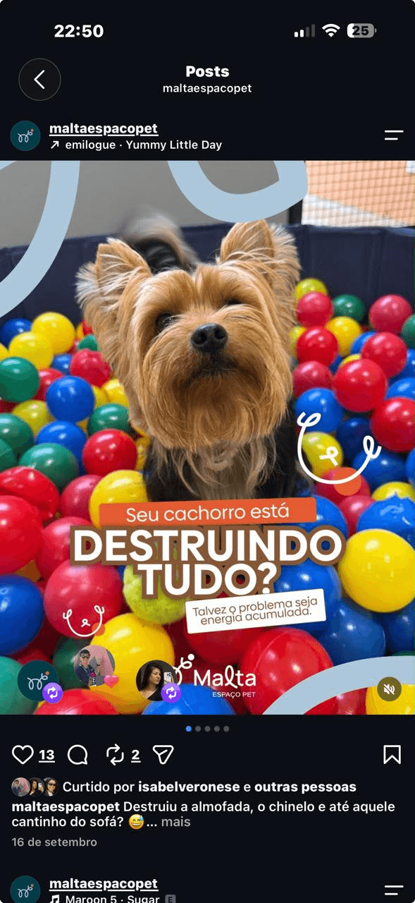 Cão brincando na piscina de bolinhas da Malta