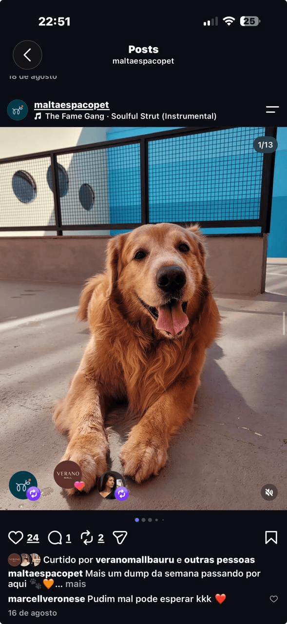 Golden retriever feliz na área externa da Malta Espaço Pet